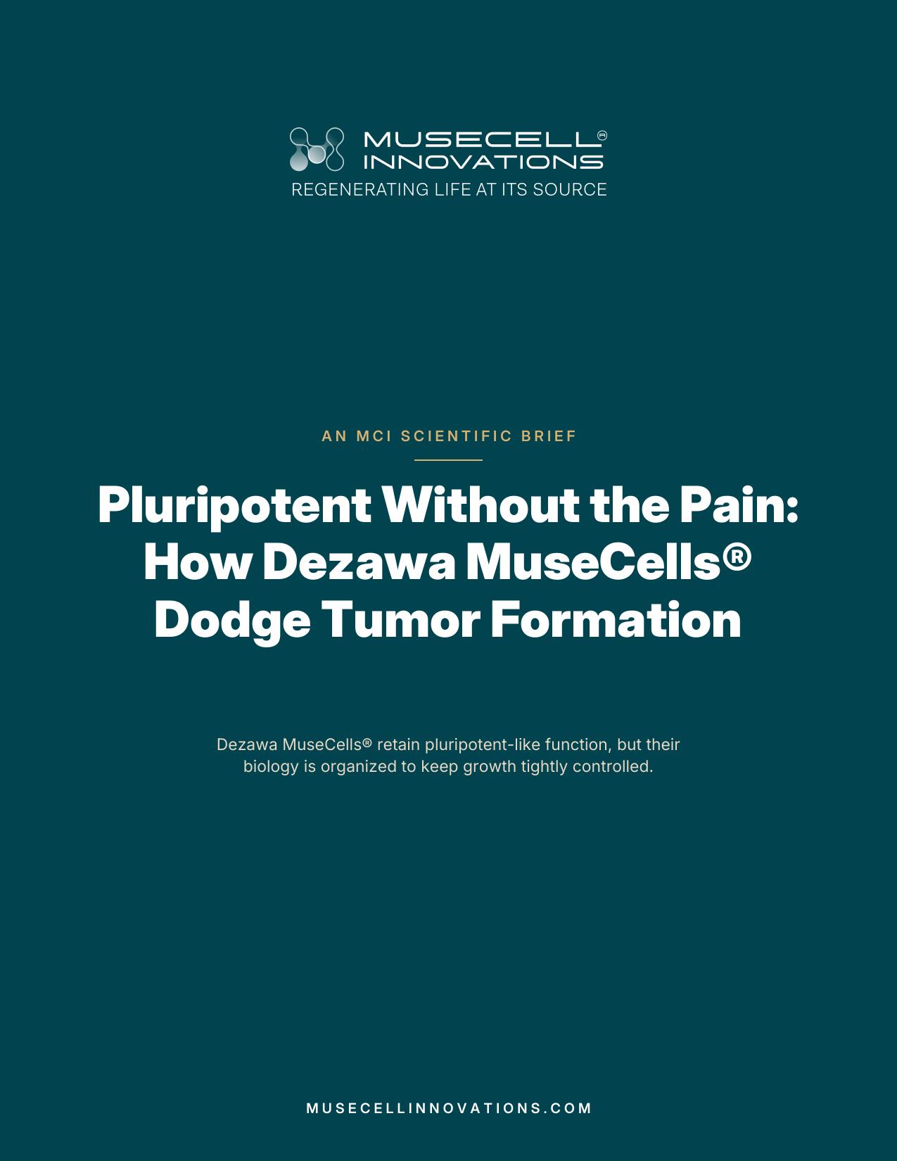Cover of the MuseCell Innovations&reg; scientific brief &ldquo;Pluripotent Without the Pain: How Dezawa MuseCells&reg; Dodge Tumor Formation&rdquo;